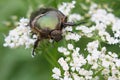 Cetonia aurata or Rose Chafer beetle Ã¢â¬â beautiful green bug